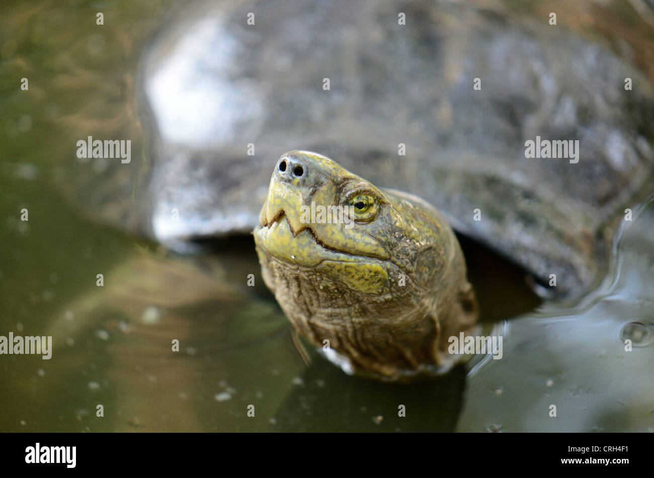 beautiful yellow-headed temple turtle (Hieremys annandalii) in Thai ...