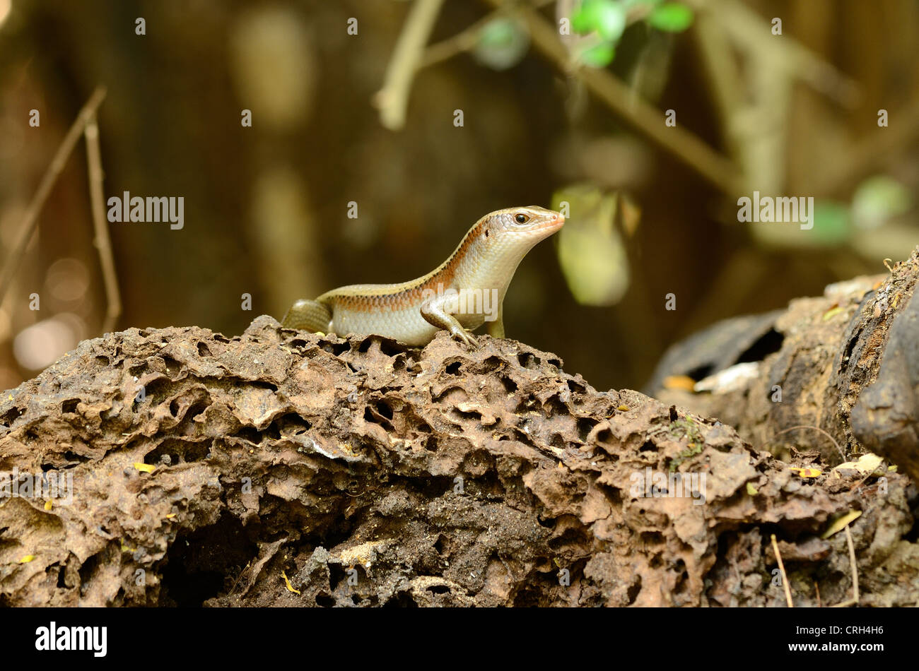 beautiful common asian sun skink sun bathing on termite colony Stock Photo