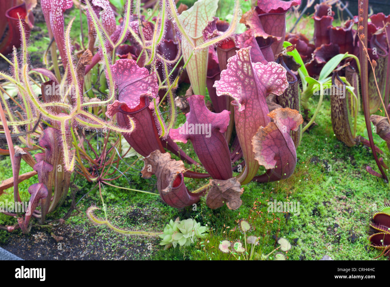 Carnivorous plant garden. Stock Photo