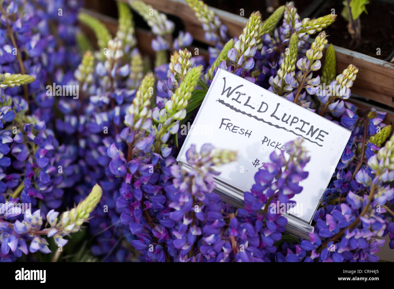 Fresh wild lupine flowers at the weekly farmers market in Missoula, Montana. Stock Photo