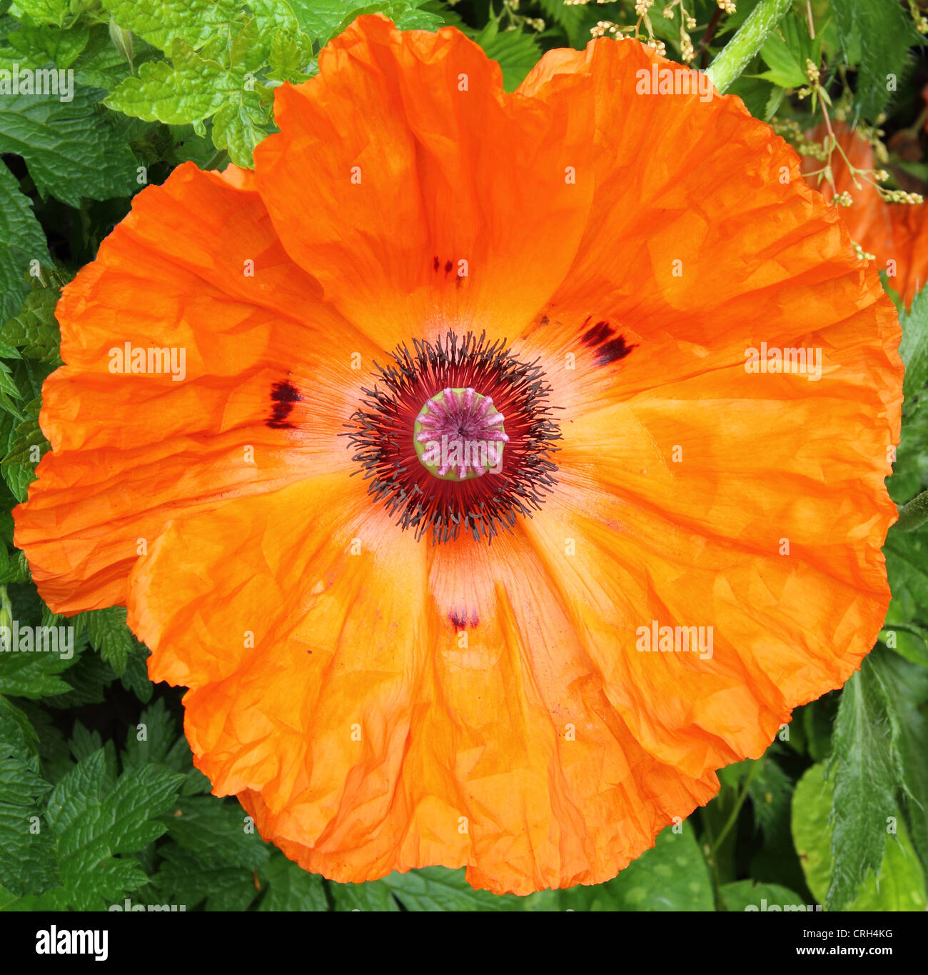 Oriental Poppy (papaver orientalis Stock Photo Alamy