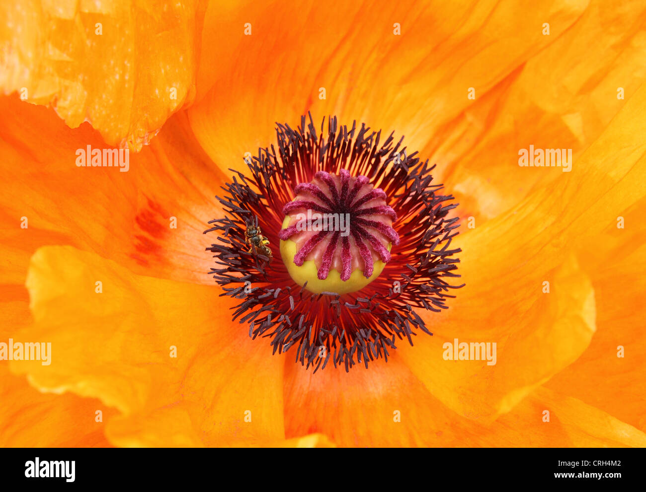 Oriental Poppy (papaver orientalis Stock Photo Alamy