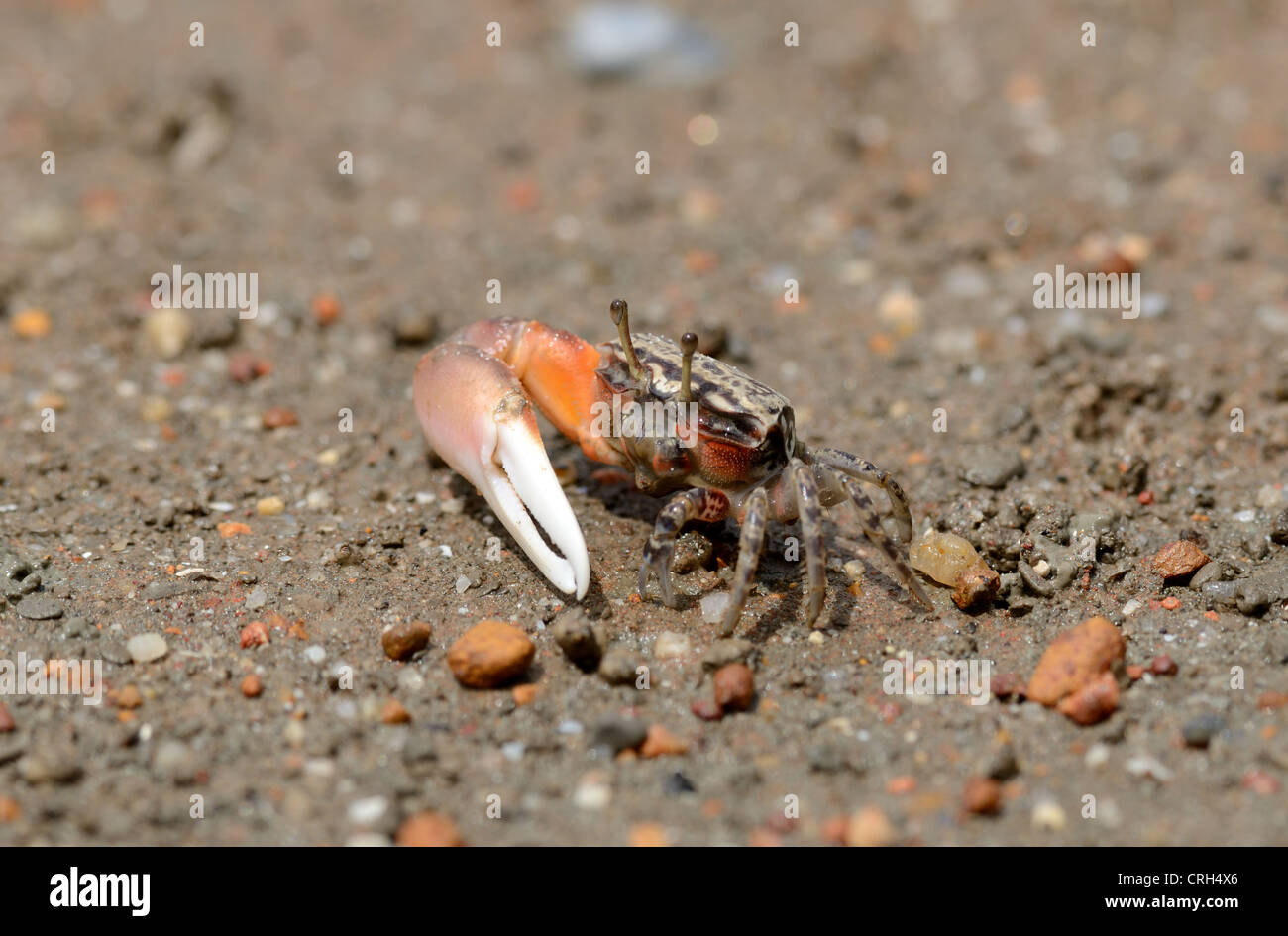 beautiful male sward crab protecting his hole Stock Photo