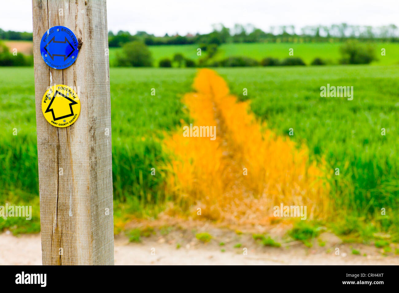 A golden footpath across an unripe wheat field with sign post Stock Photo