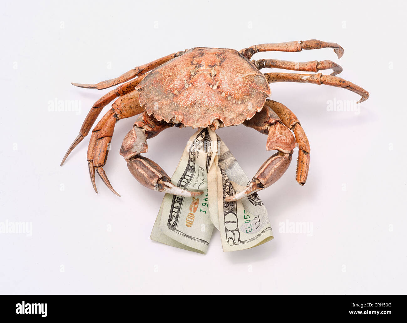 crab chewing 20 dollar bill Stock Photo