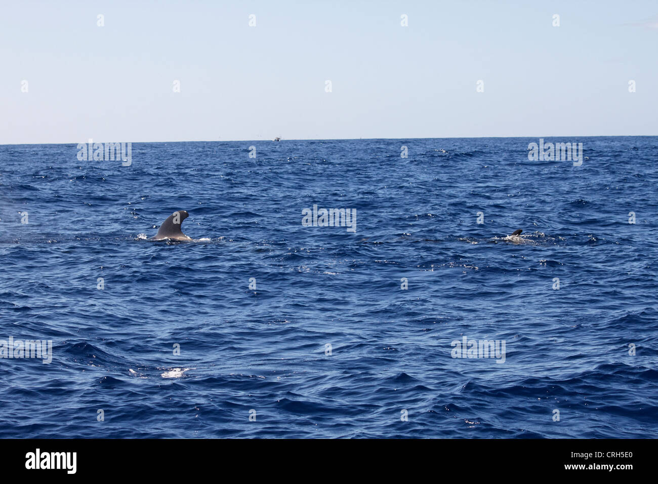 Grindwale - zwischen Teneriffa und La Gomera - Long/short-finned pilot whale - Globicephala macrorhynchus Stock Photo