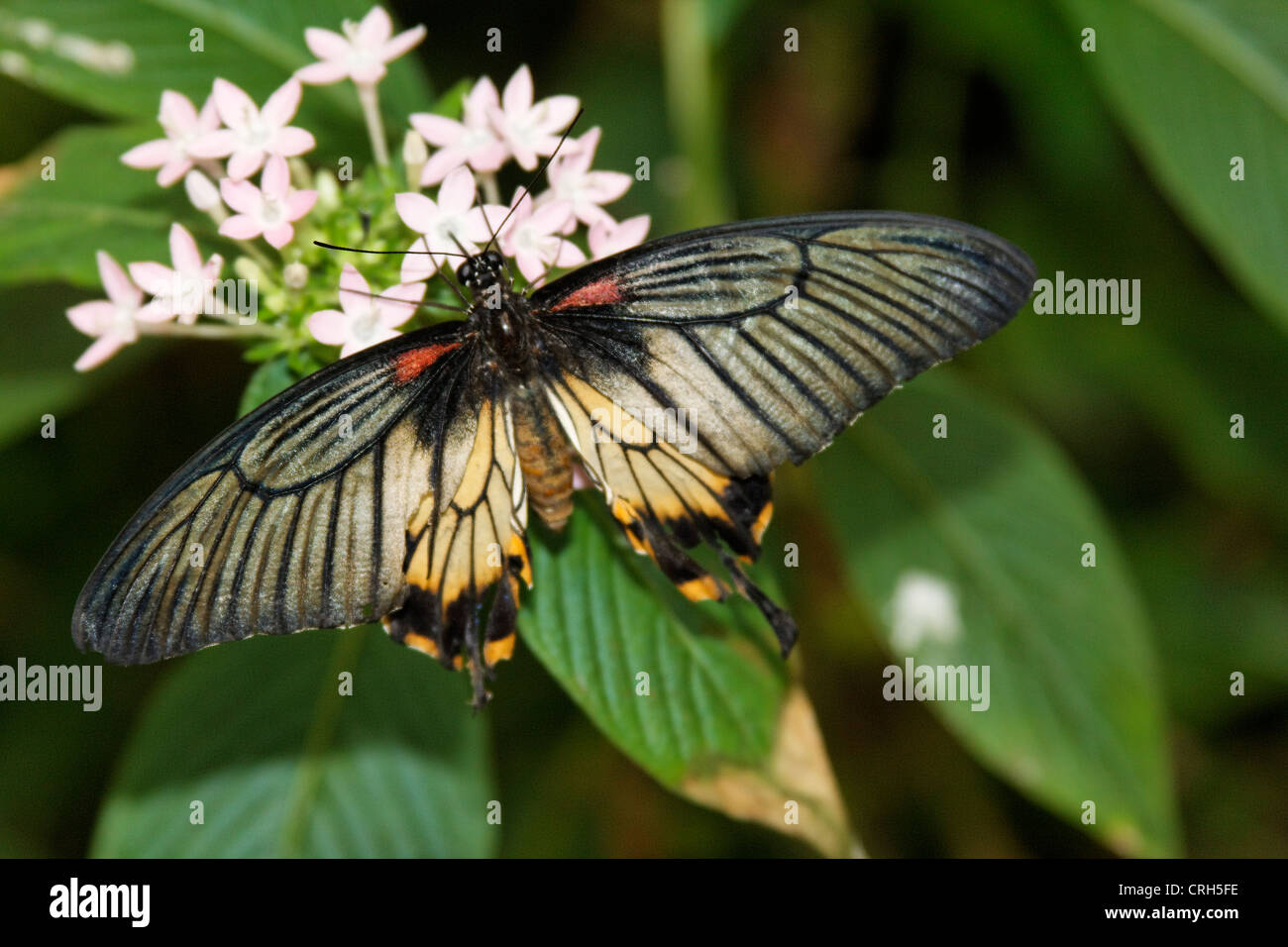 Schmetterlinge in der Natur - butterfly in nature Schmetterling - Butterfly Stock Photo