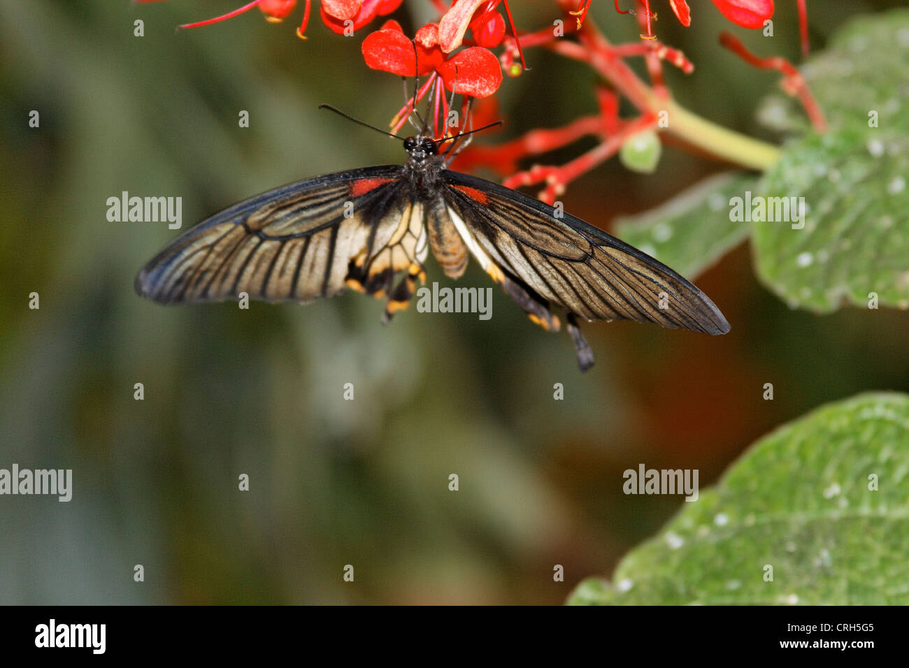 Schmetterlinge in der Natur - butterfly in nature Schmetterling - Butterfly Stock Photo