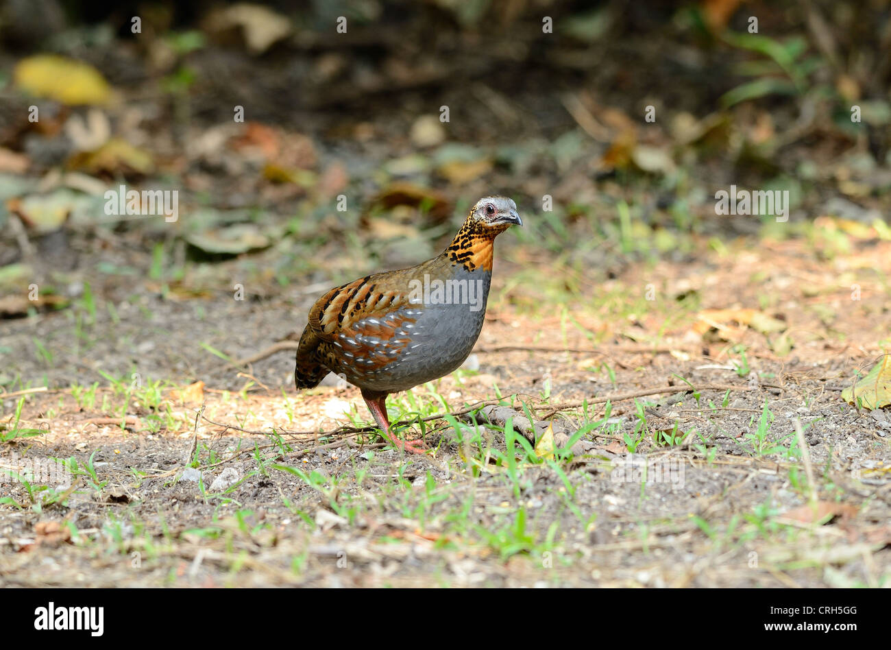 beautiful rufous-throated partridge(Arborophila rufogularis) in Thai forest Stock Photo