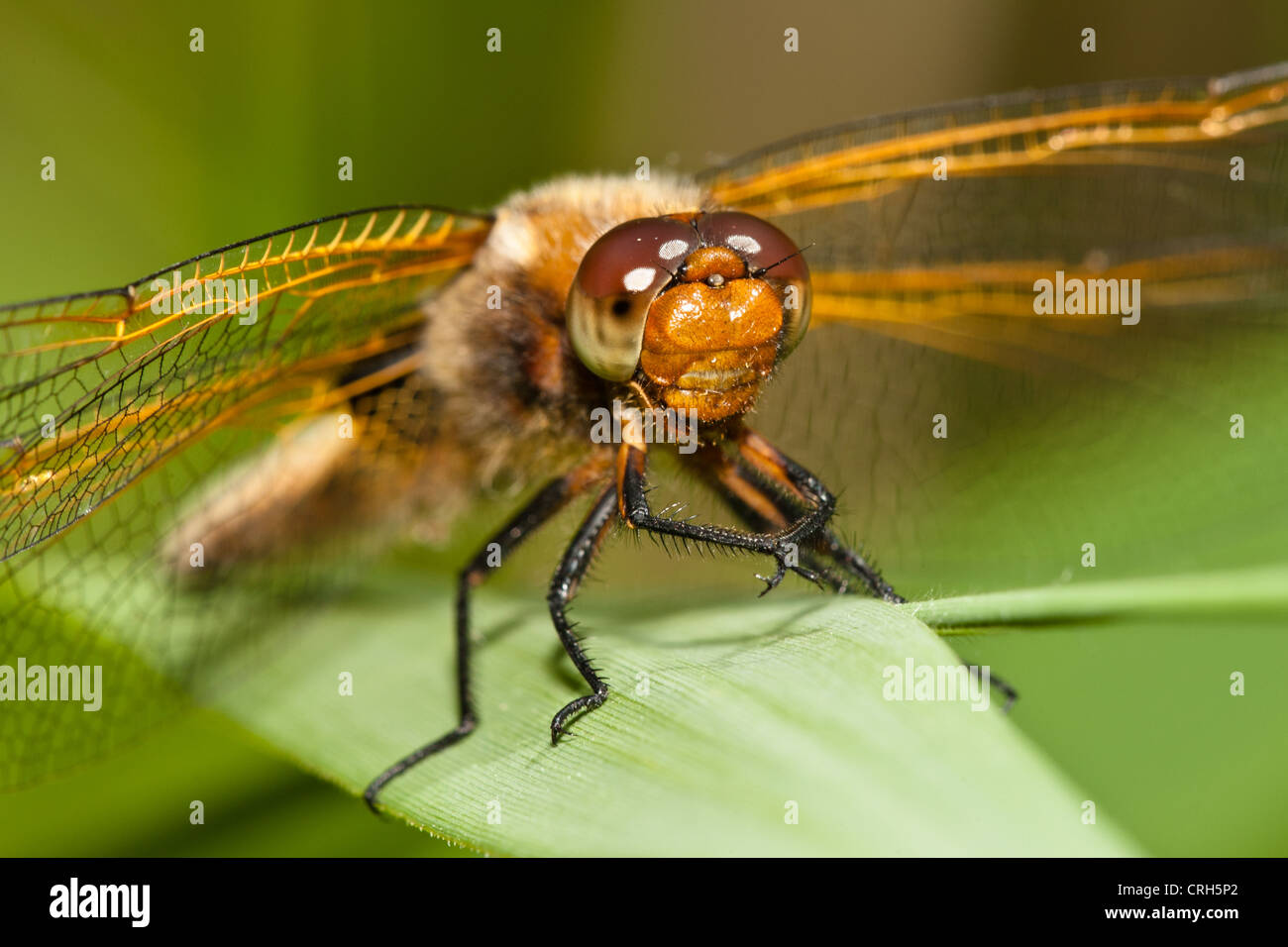 Close-up of a Scarce Chaser (Libellula fulva), Cambridgeshire, England Stock Photo