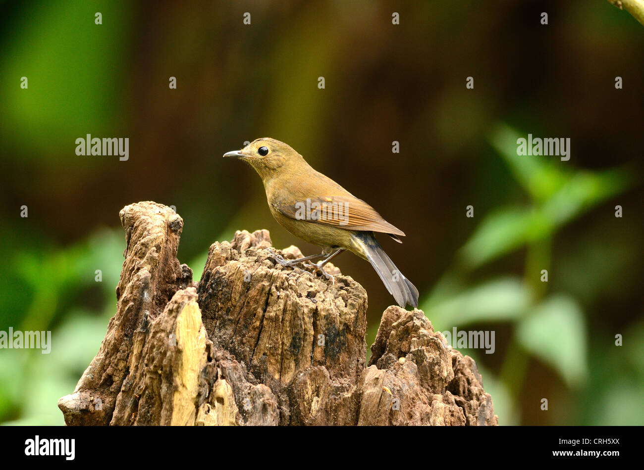 beautiful female white-tailed robin (Cinclidium leucurum) in Thai forest Stock Photo