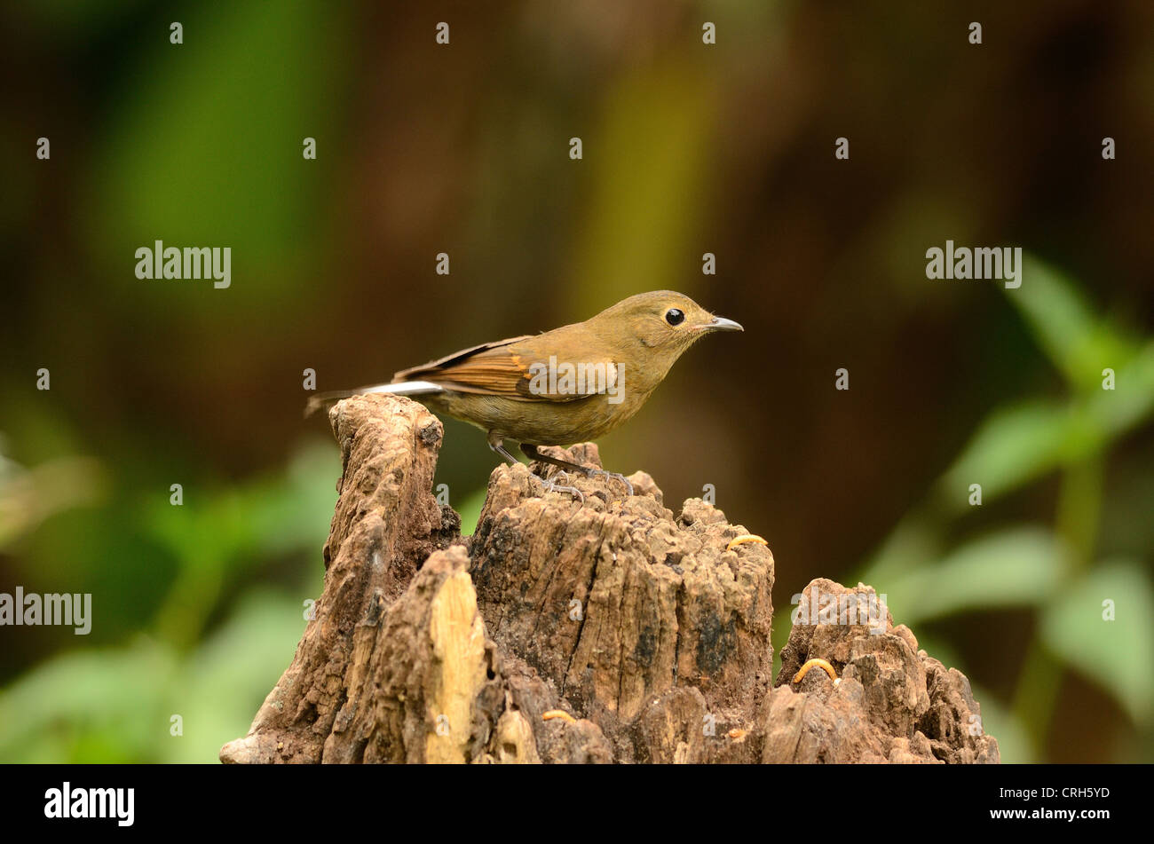 beautiful female white-tailed robin (Cinclidium leucurum) in Thai forest Stock Photo
