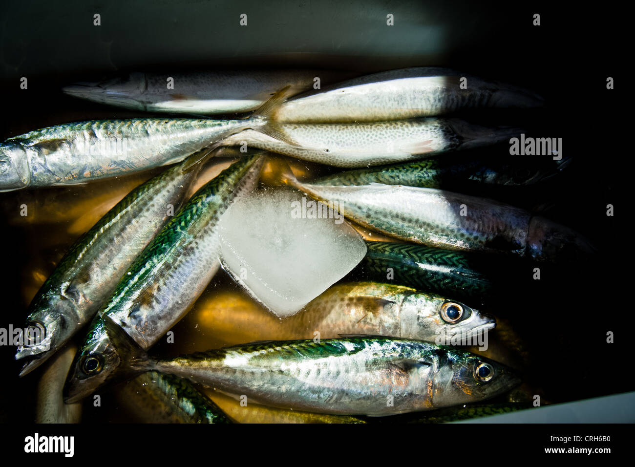 Sardines in container with ice, Palermo fish market Stock Photo Alamy