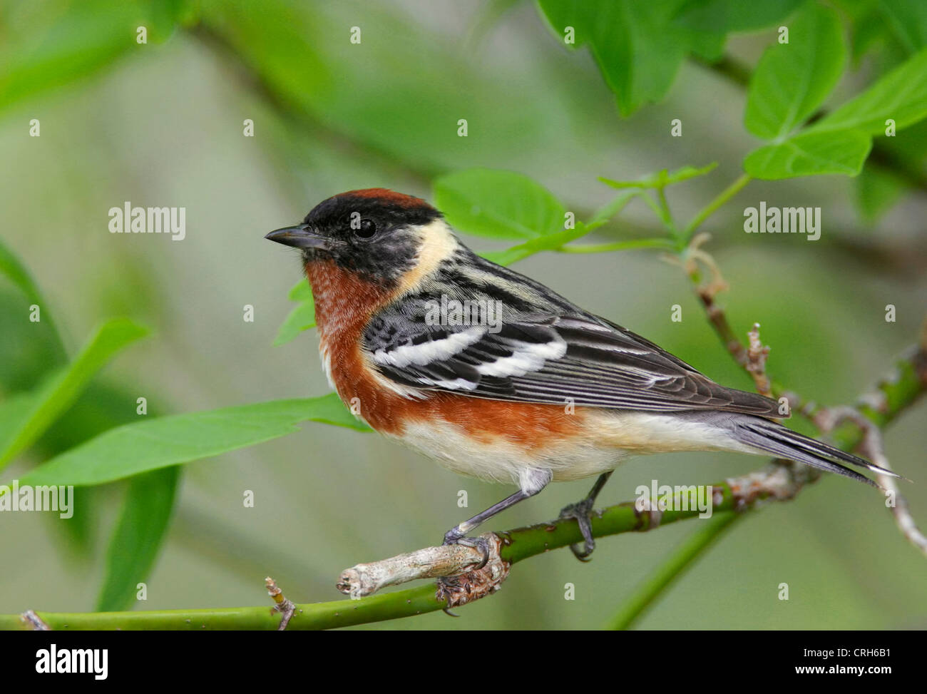 Male Bay-breasted Warbler during spring migration, Ohio Stock Photo - Alamy
