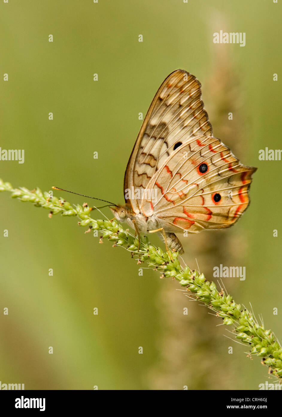 White Peacock Butterfly on grass head, Texas Stock Photo - Alamy