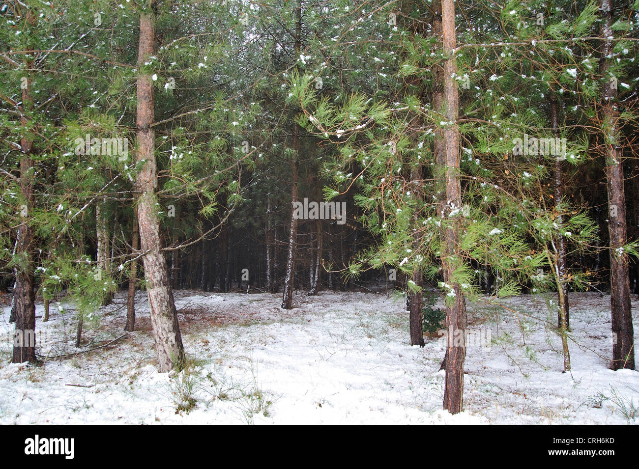 Thetford Forest in the Snow Stock Photo Alamy