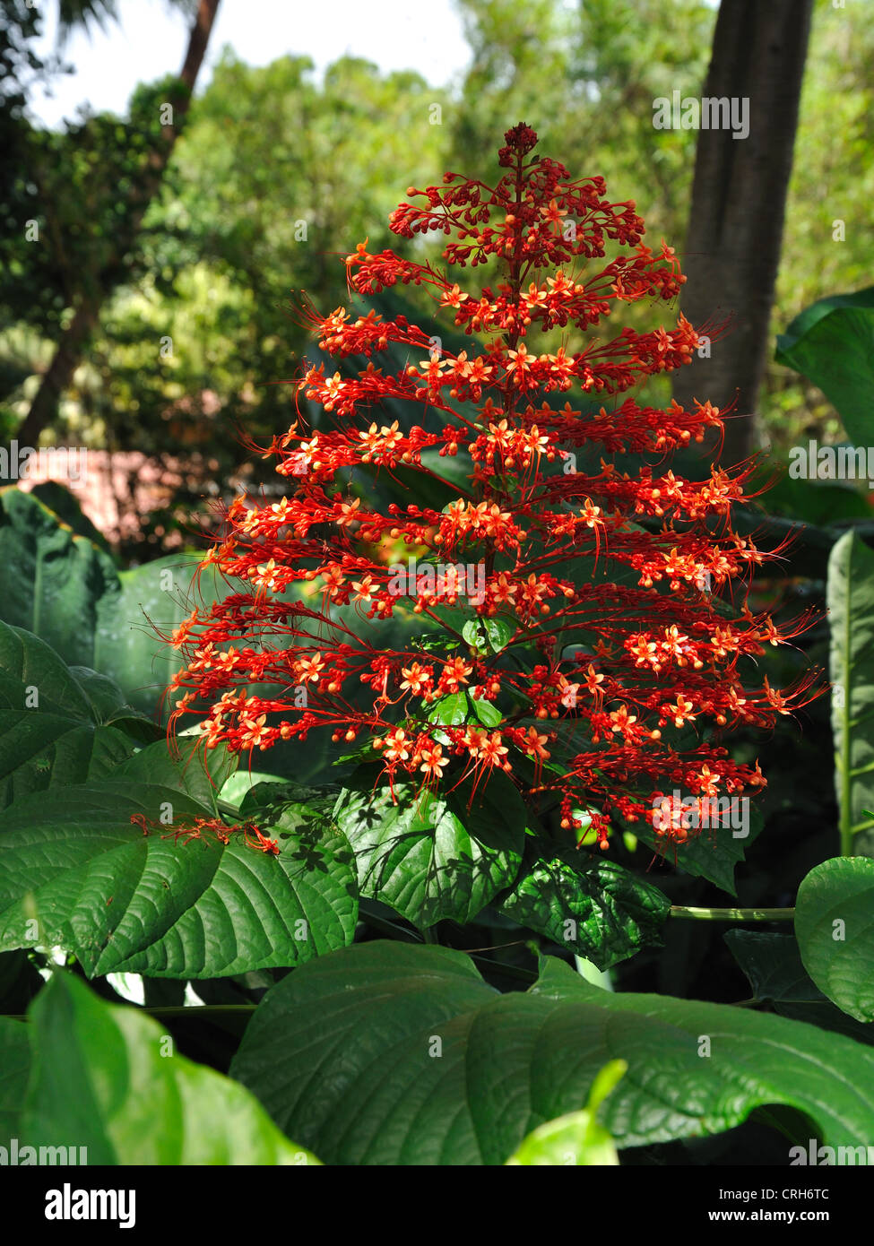 Pagoda flower - Clerodendrum paniculatum above large green leaves. Stock Photo