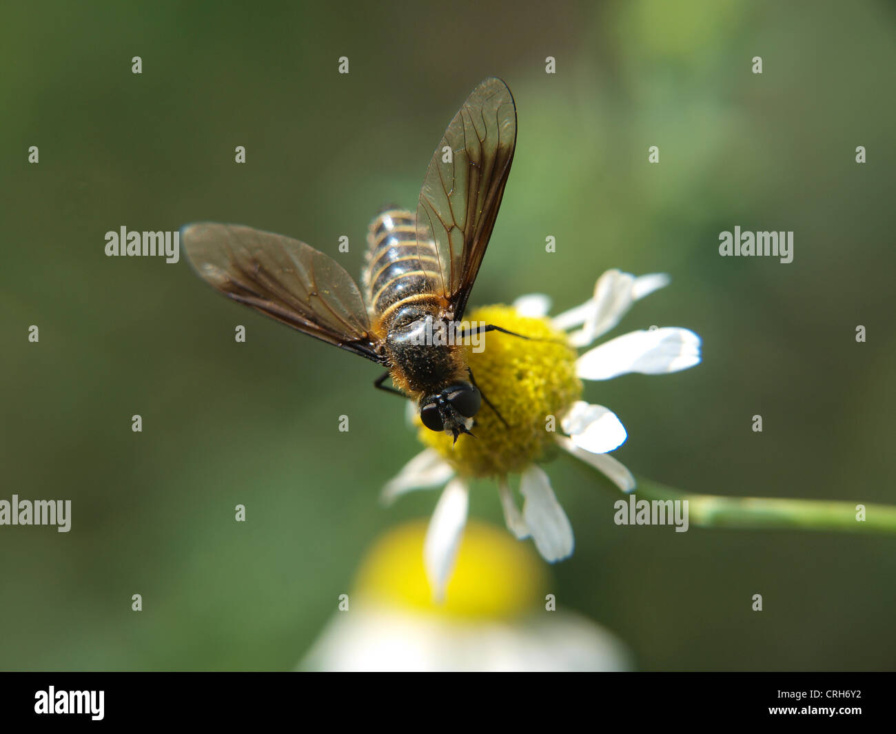 Bee in the garden hi-res stock photography and images - Alamy