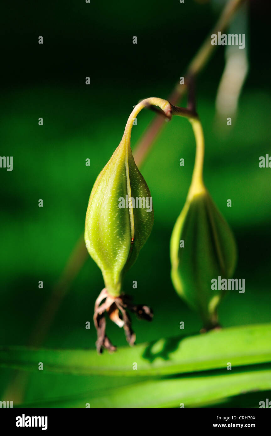 Seed pods of an orchid plant Stock Photo Alamy