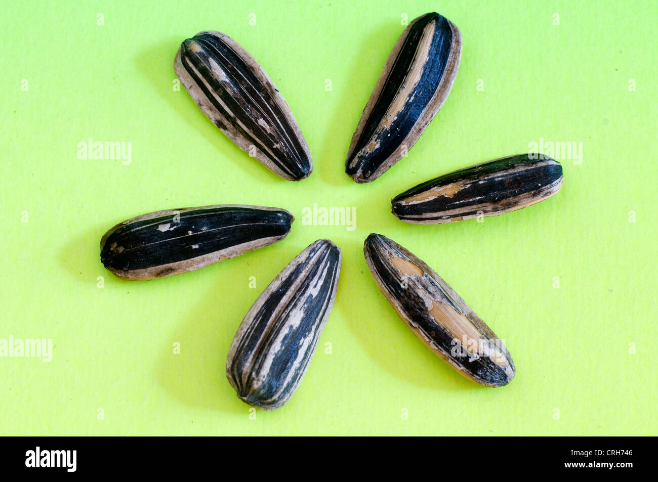 sunflower seeds in studio setting Stock Photo Alamy