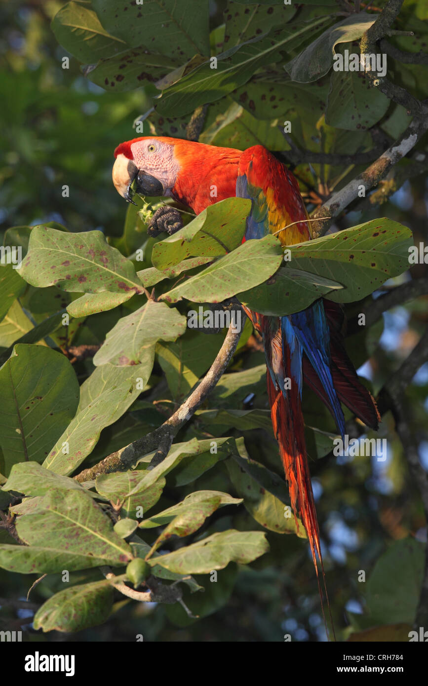 Scarlet Macaw (Ara macao) feeding on fruit in a tropical almond tree. Corcovado National Park, Osa Peninsula, Costa Rica. Stock Photo