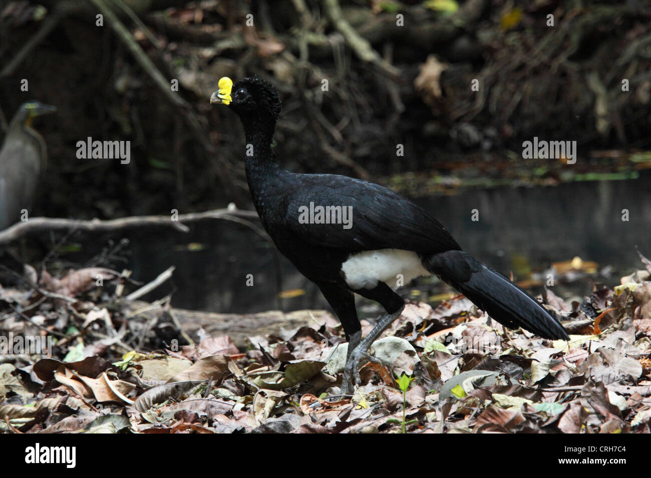 Male Great Curassow (Crax rubra) in rainforest. Corcovado National Park; Osa Peninsula; Costa Rica. March 2012. Stock Photo