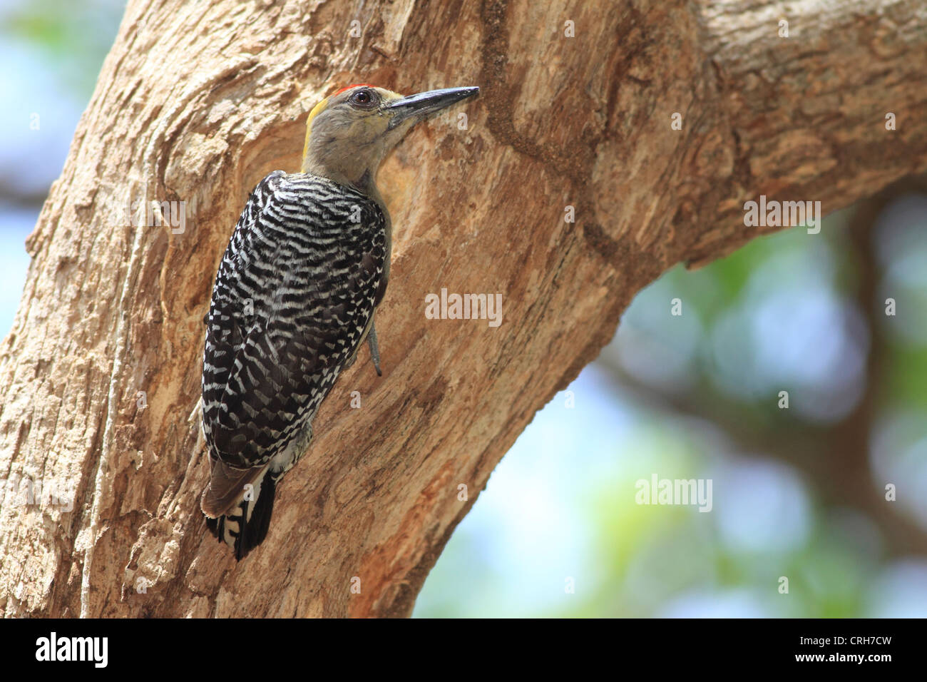Male Hoffman’s Woodpecker (Melanerpes hoffmannii) at nest entrance. Conchal, Guanacaste, Costa Rica. April 2012. Stock Photo