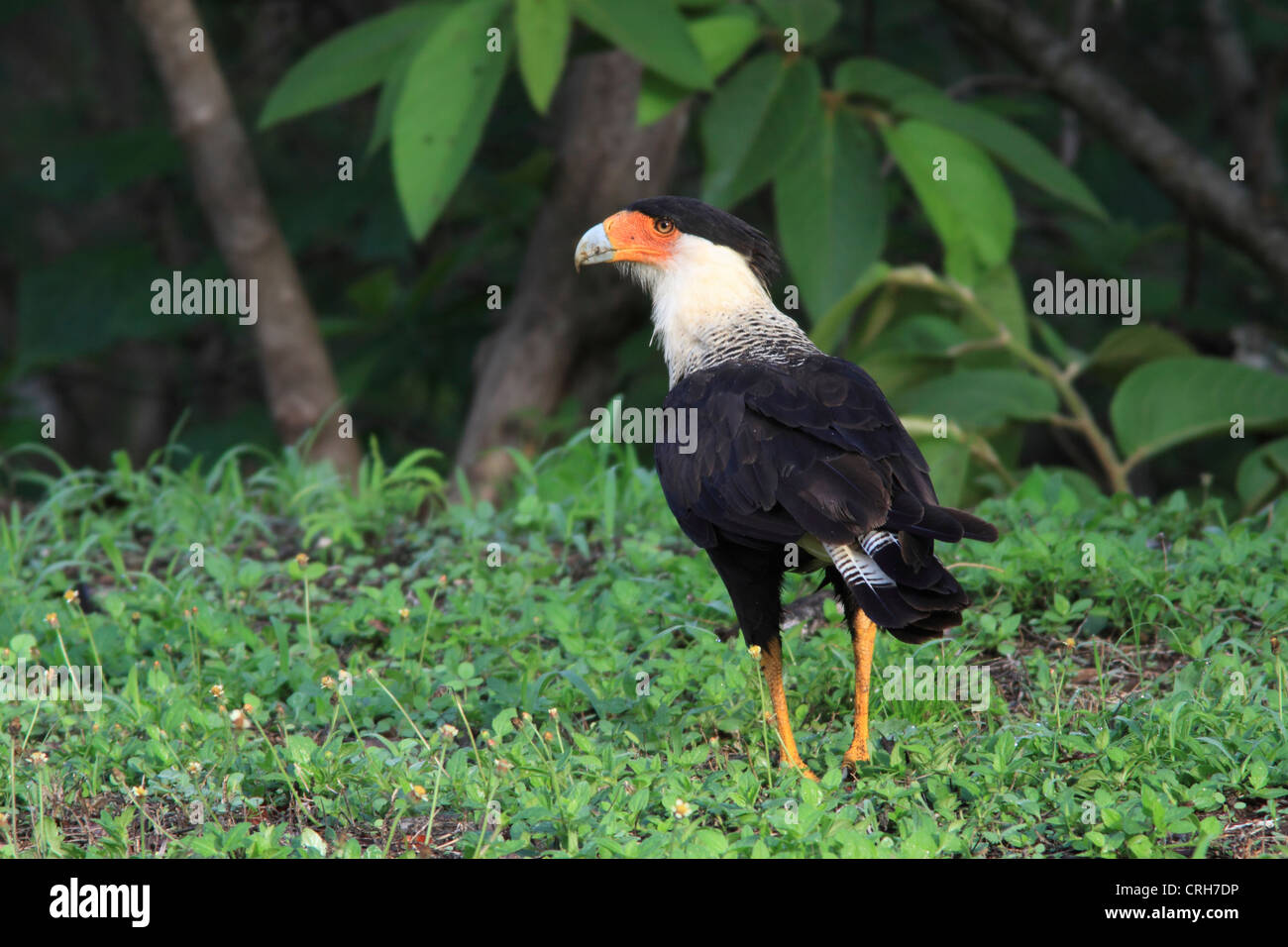 Costa rican dry forest bird hires stock photography and images Alamy
