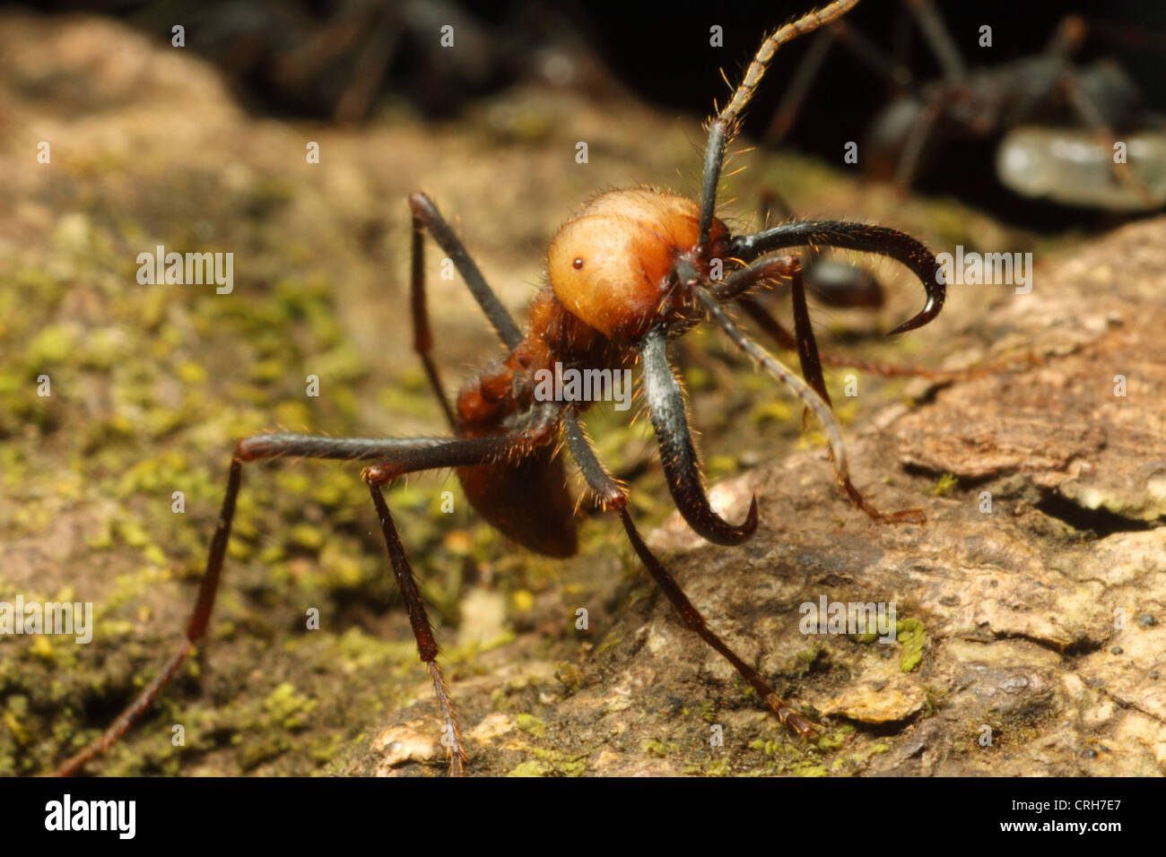 Army ant soldier stands guard while workers carry food back to bivouac. Rincon de la Vieja National Park, Guanacaste,Costa Rica. Stock Photo