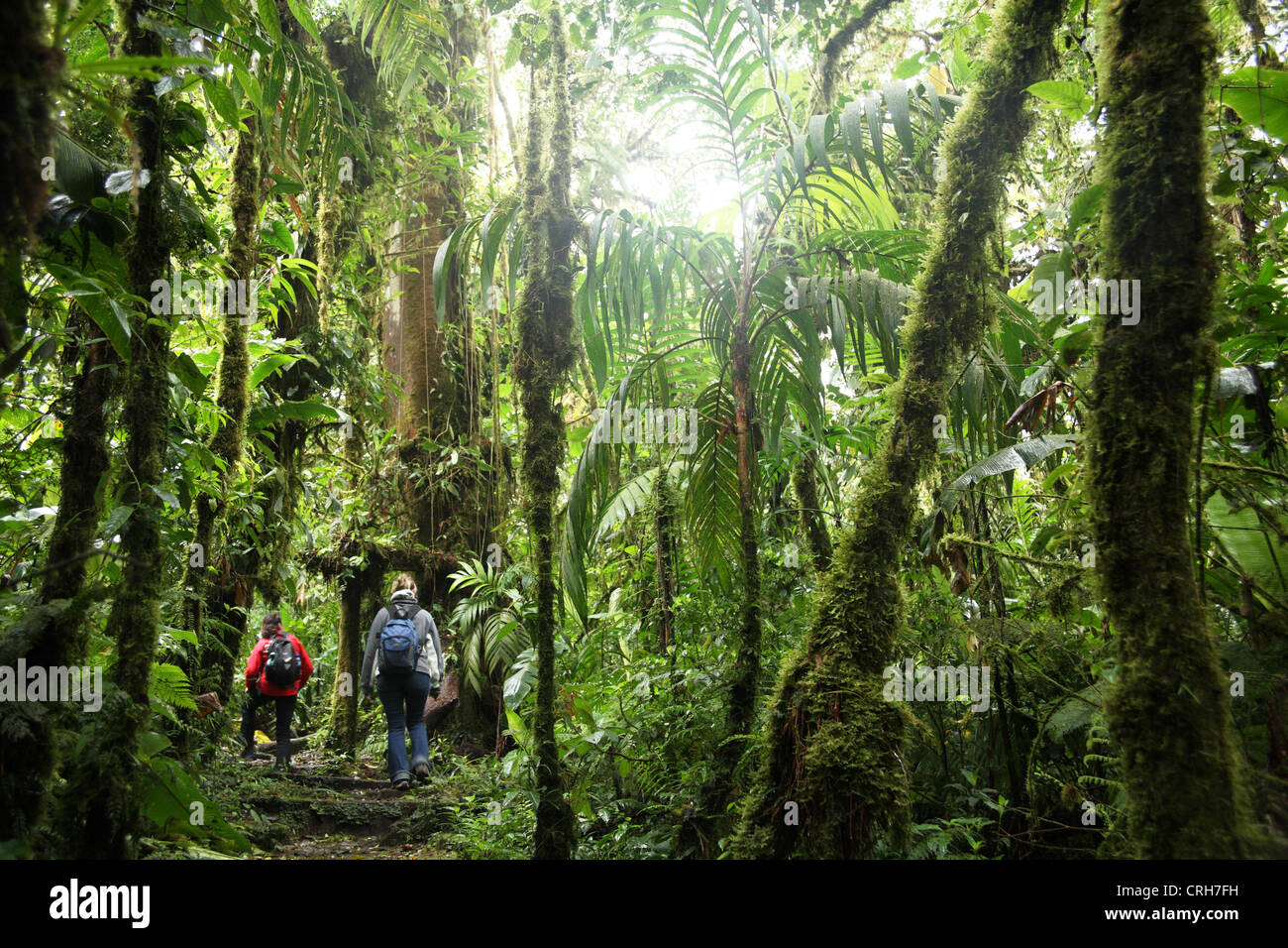 Hikers in Monteverde Cloud Forest Preserve, Costa Rica. January 2012. Stock Photo