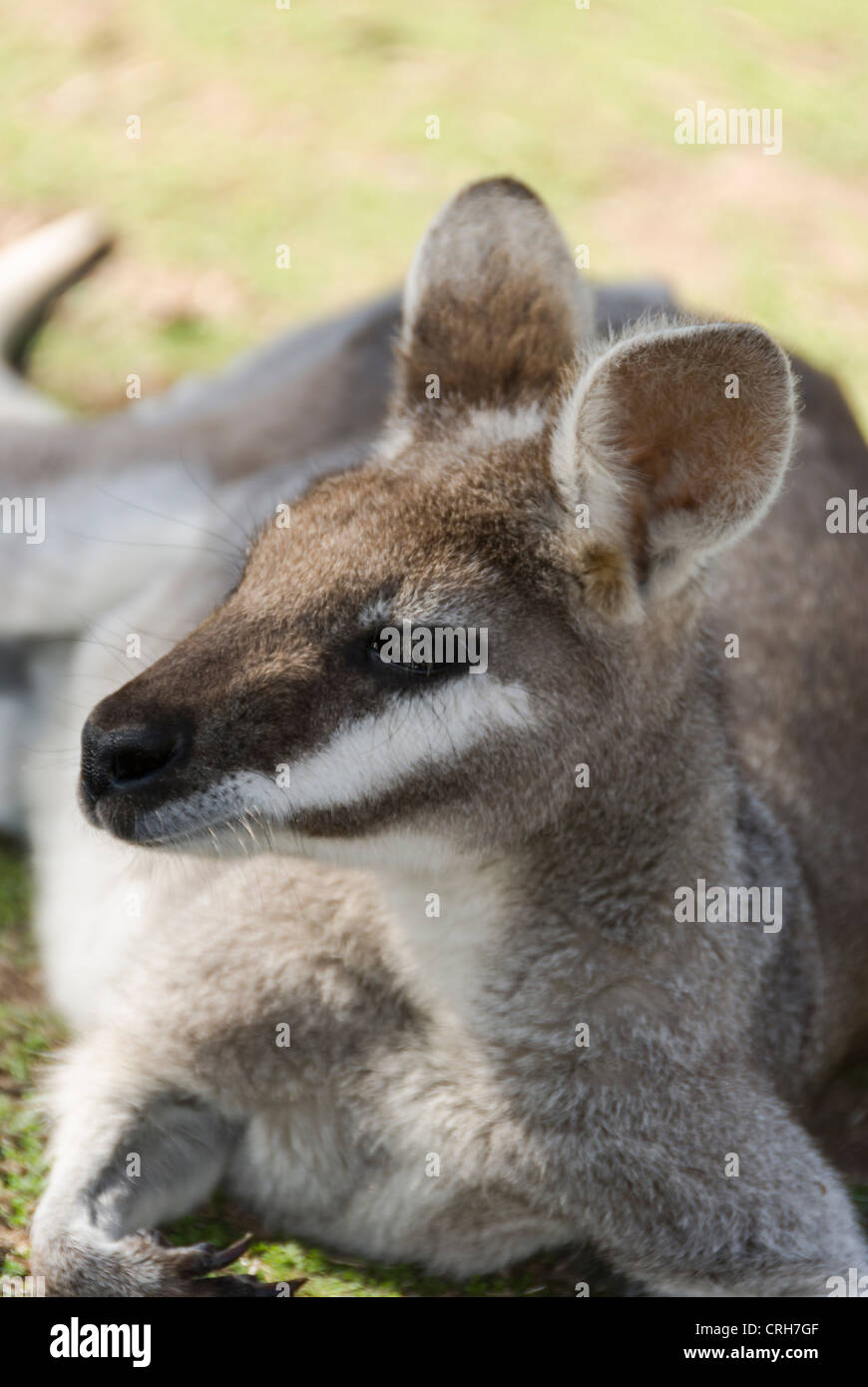 Whiptail wallaby, Macropus parryi, Australia Stock Photo Alamy