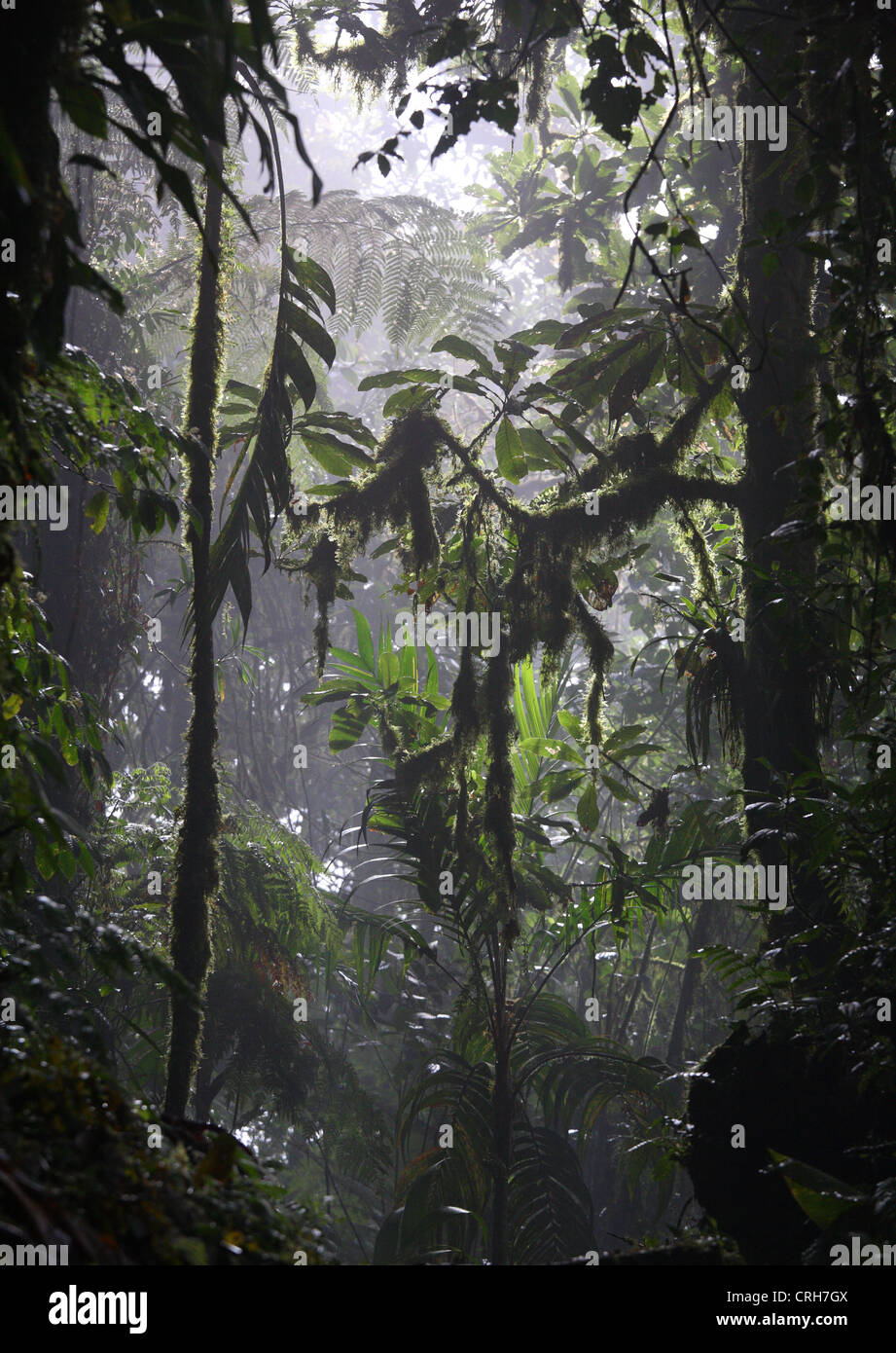 Monteverde Cloud Forest Preserve, Costa Rica. January 2012. Stock Photo