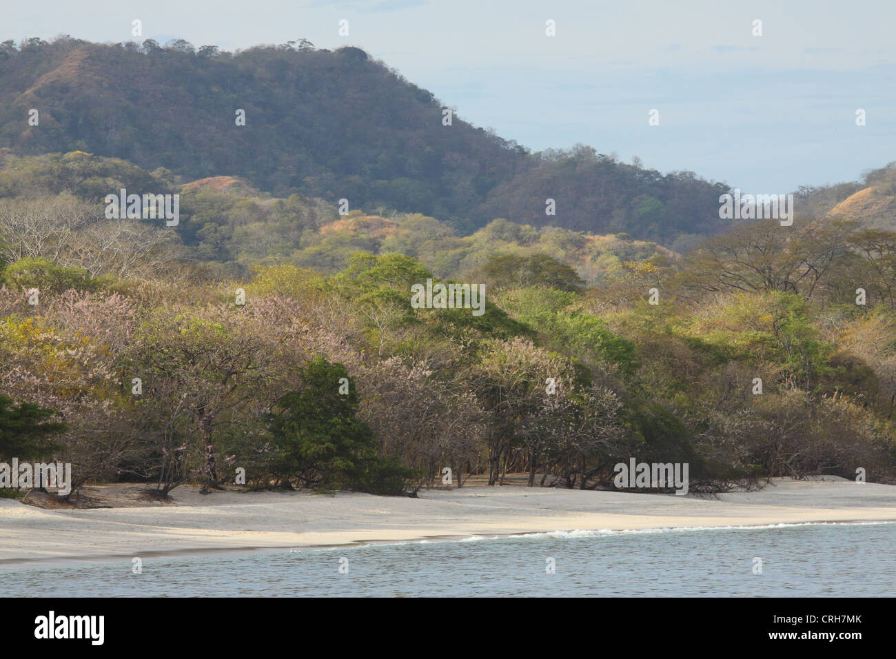 Tropical Dry Forest at Conchal Beach, Guanacaste, Costa Rica. February 2012. Stock Photo