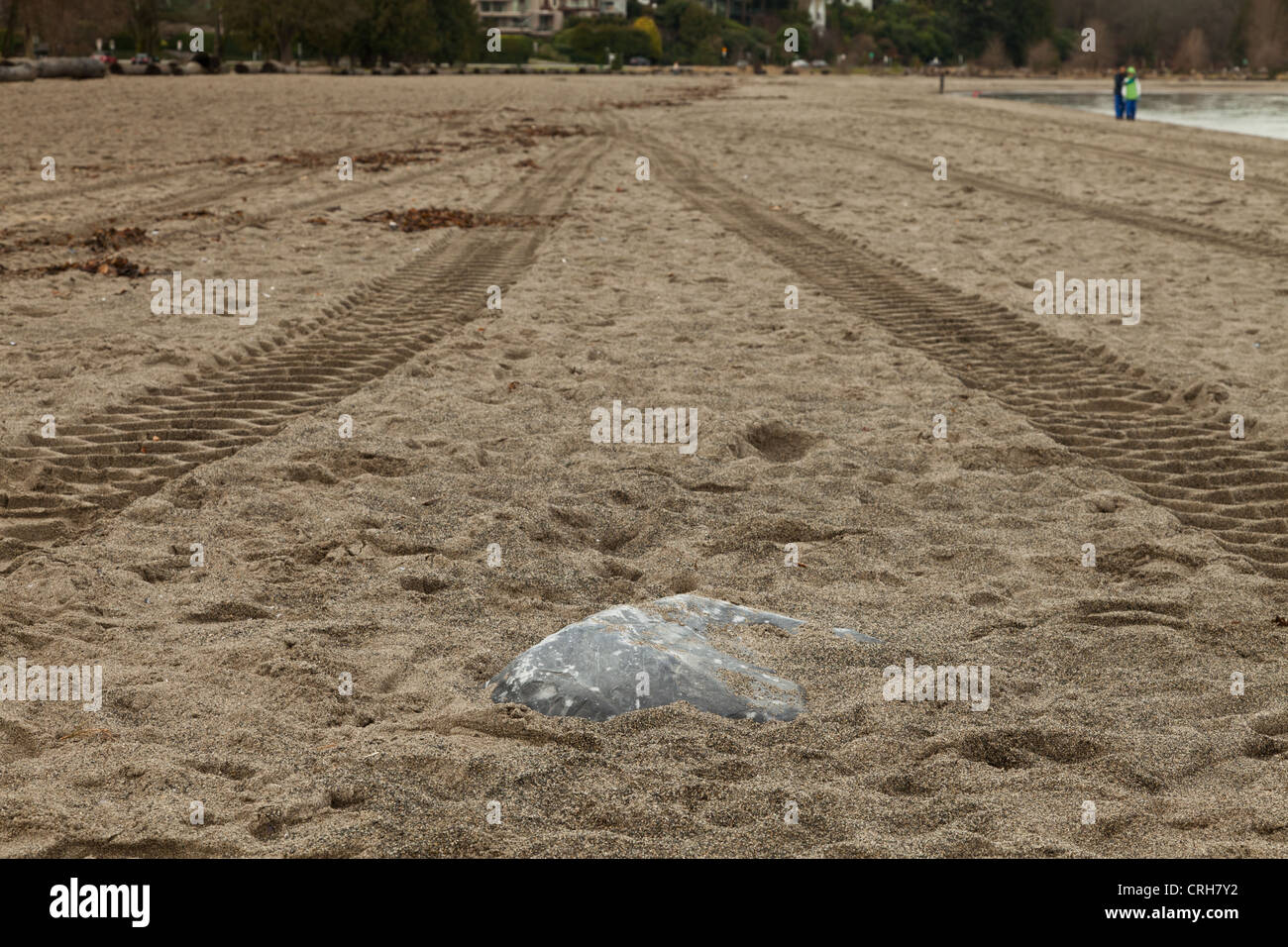 Tire tracks left in the sand where a tractor has driven over a rock on Jericho beach Stock Photo