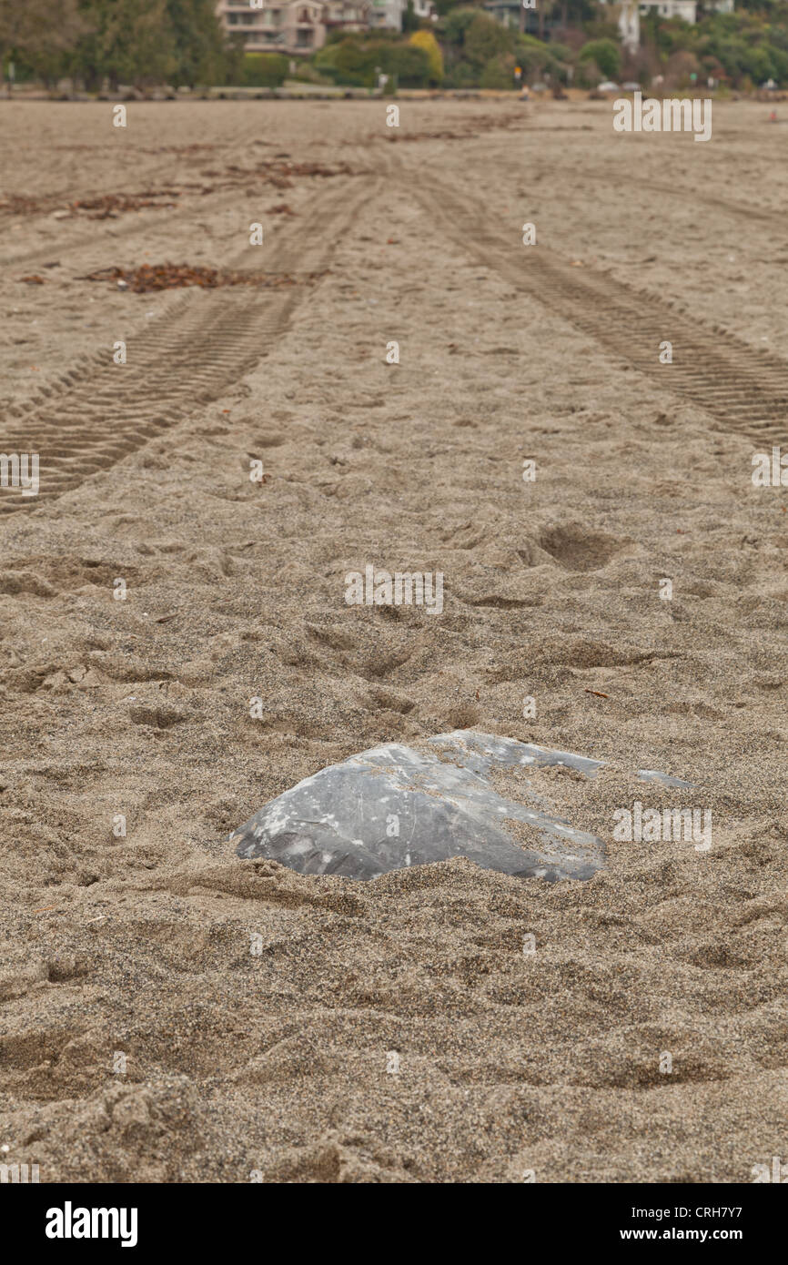 Tire tracks left in the sand where a tractor has driven over a rock on Jericho beach Stock Photo