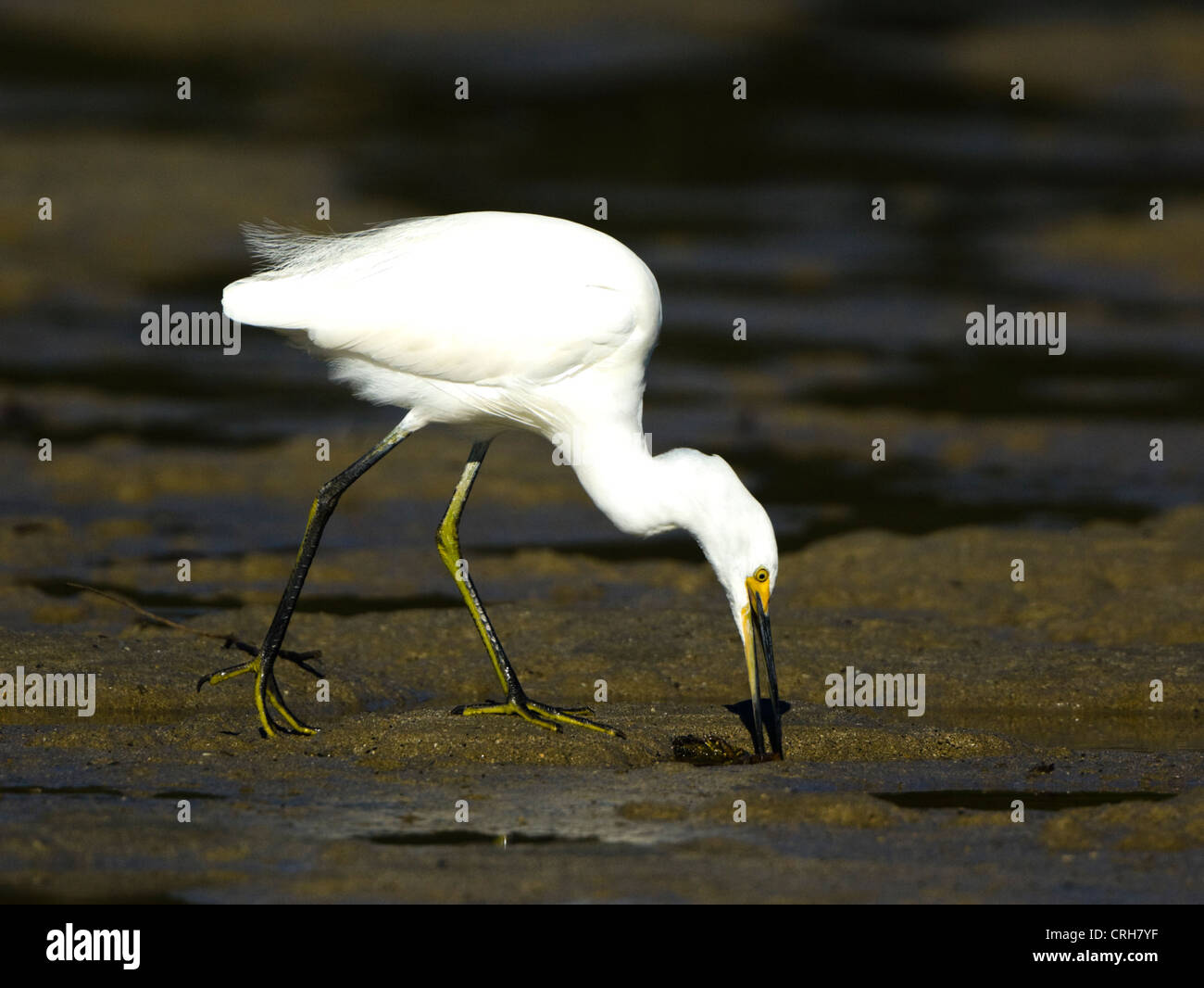 Little egret (Egretta garzetta Stock Photo - Alamy