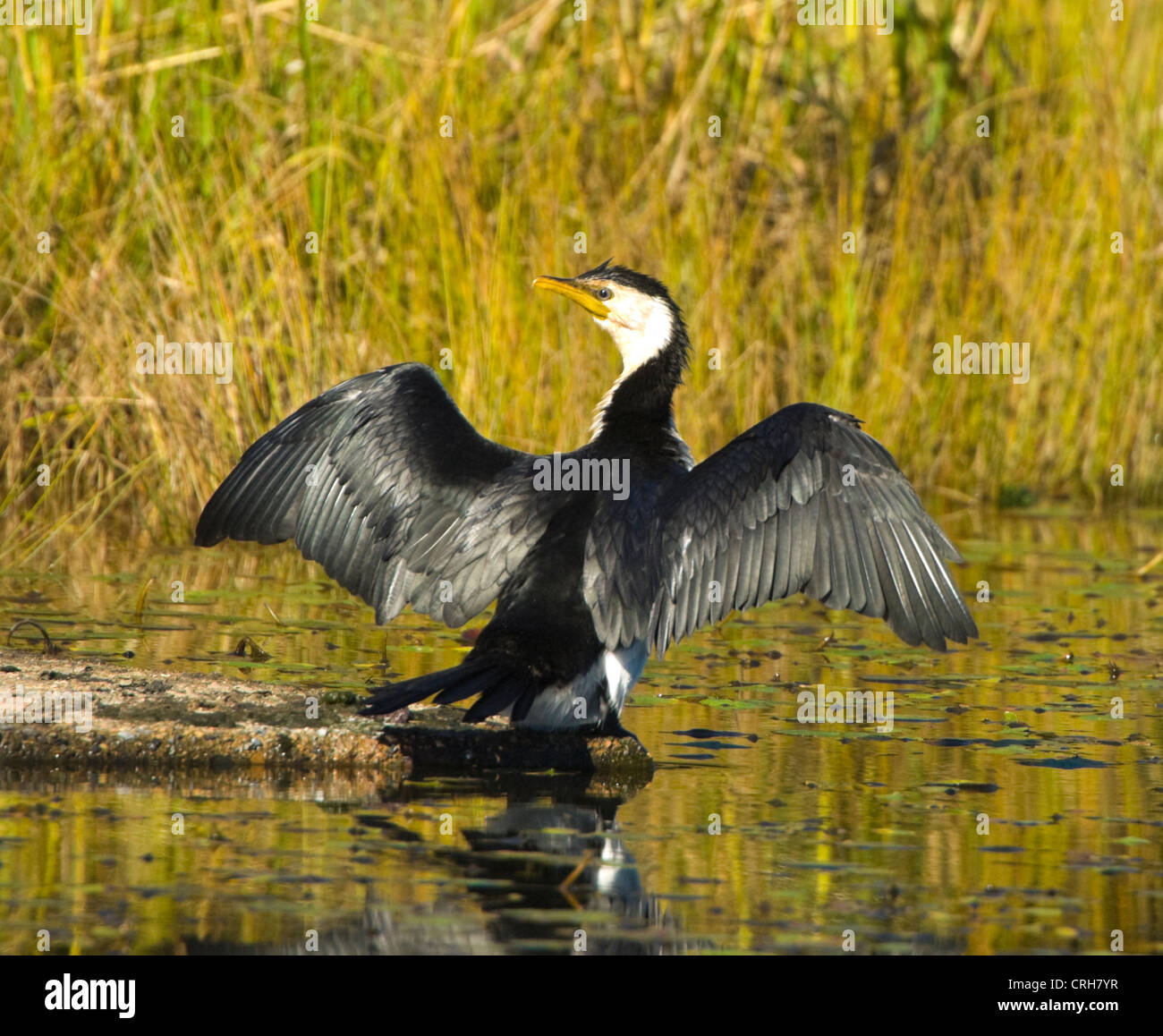 Little pied cormorant australia hires stock photography and images Alamy