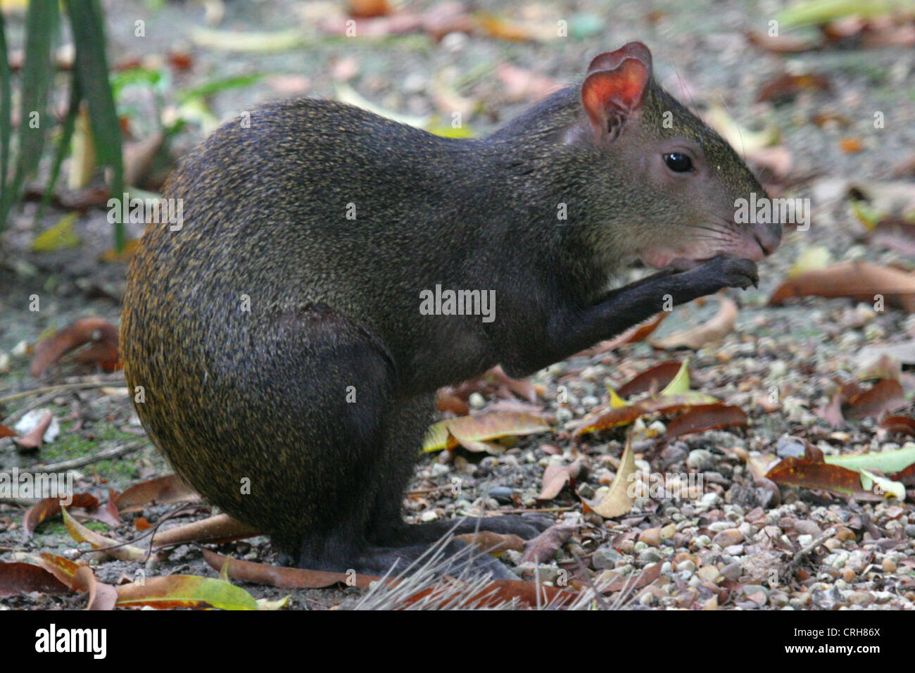 Agouti sits on its hind legs & eats, Devils Island, French Guiana, Caribbean Stock Photo