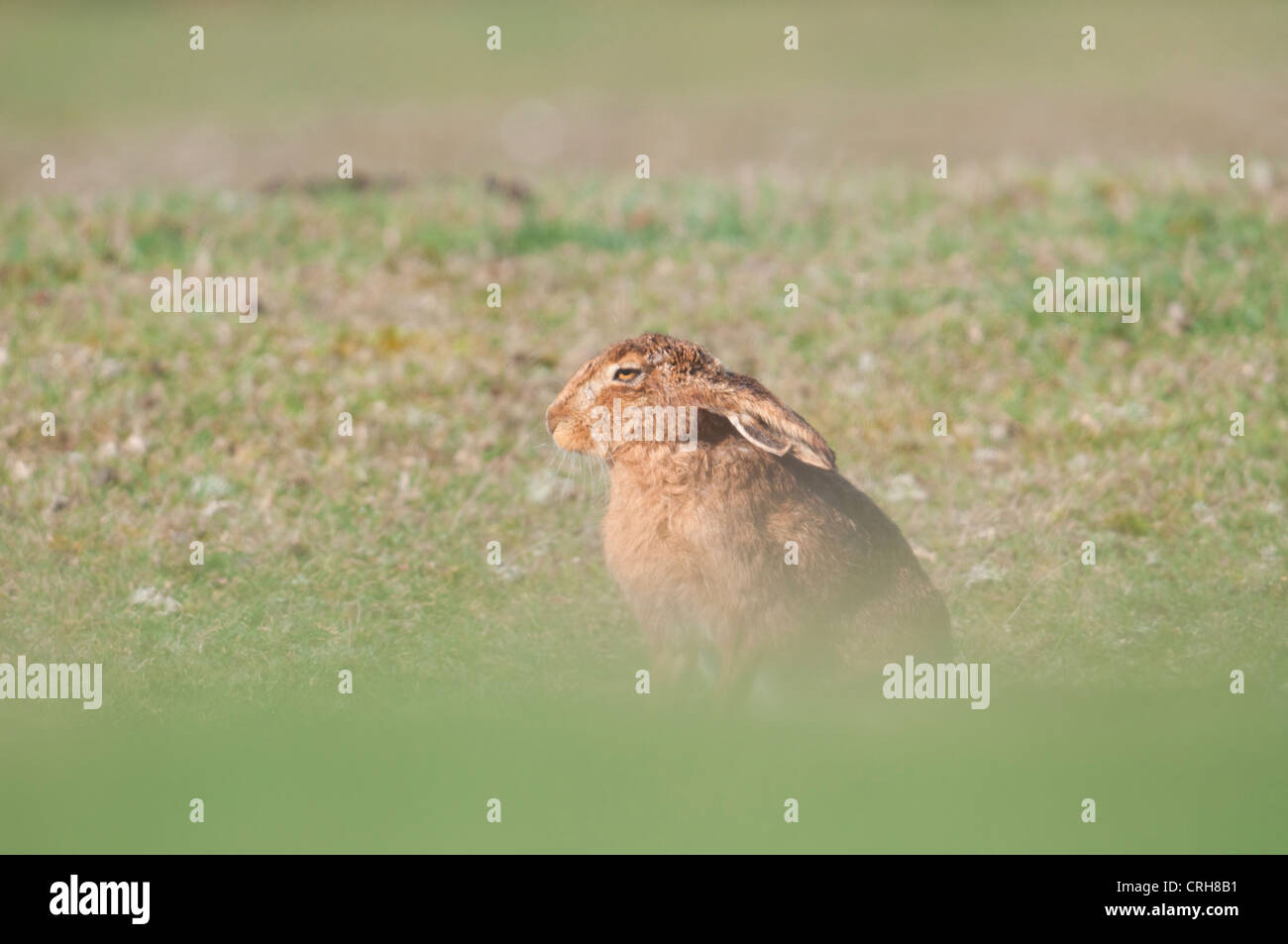 European brown hare with ears down sitting in grassy field with amusing look on face Stock Photo