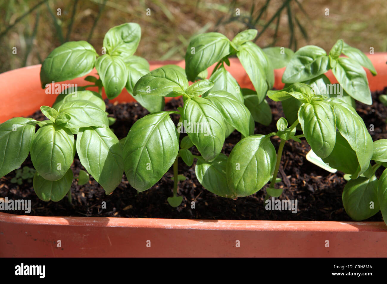 Basil growing in container in greenhouse, closeup photograph. Herb