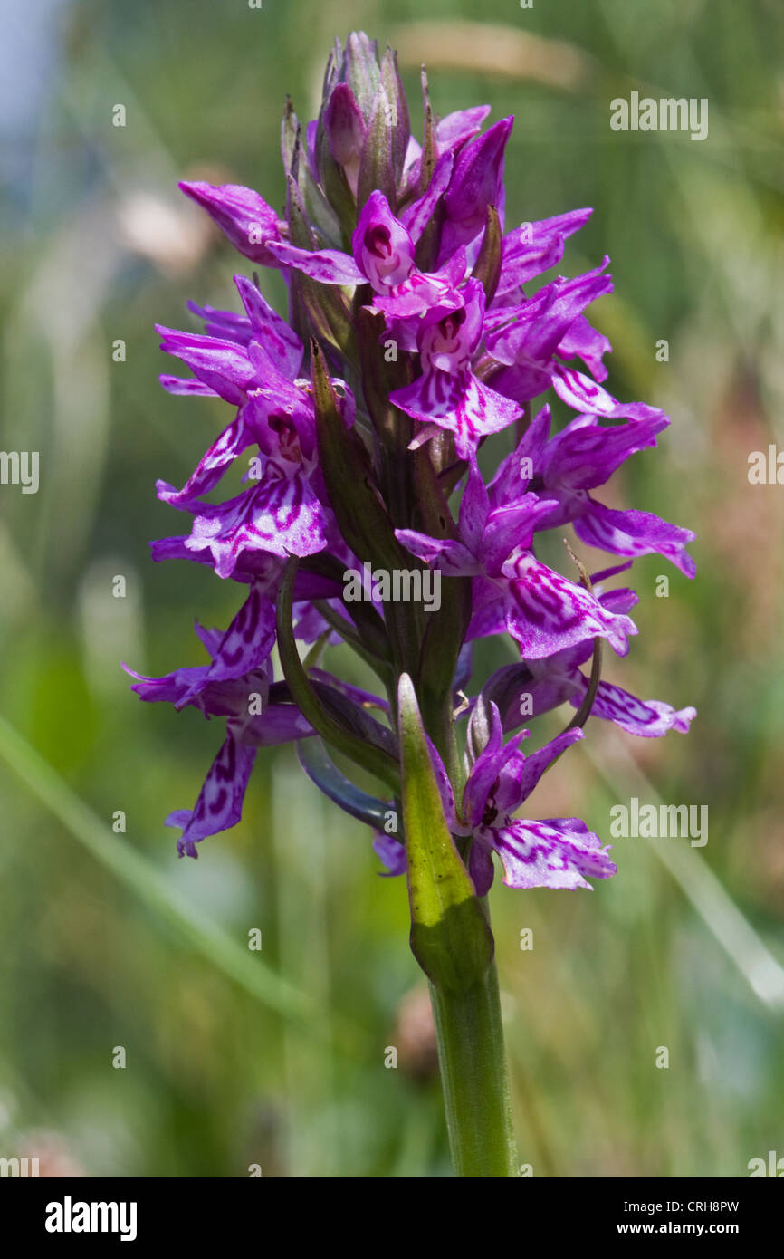 The pink-purple inflorescence of Heath Spotted Orchid (Dactylorhiza maculata), also known as Moorland spotted orchid. Stock Photo
