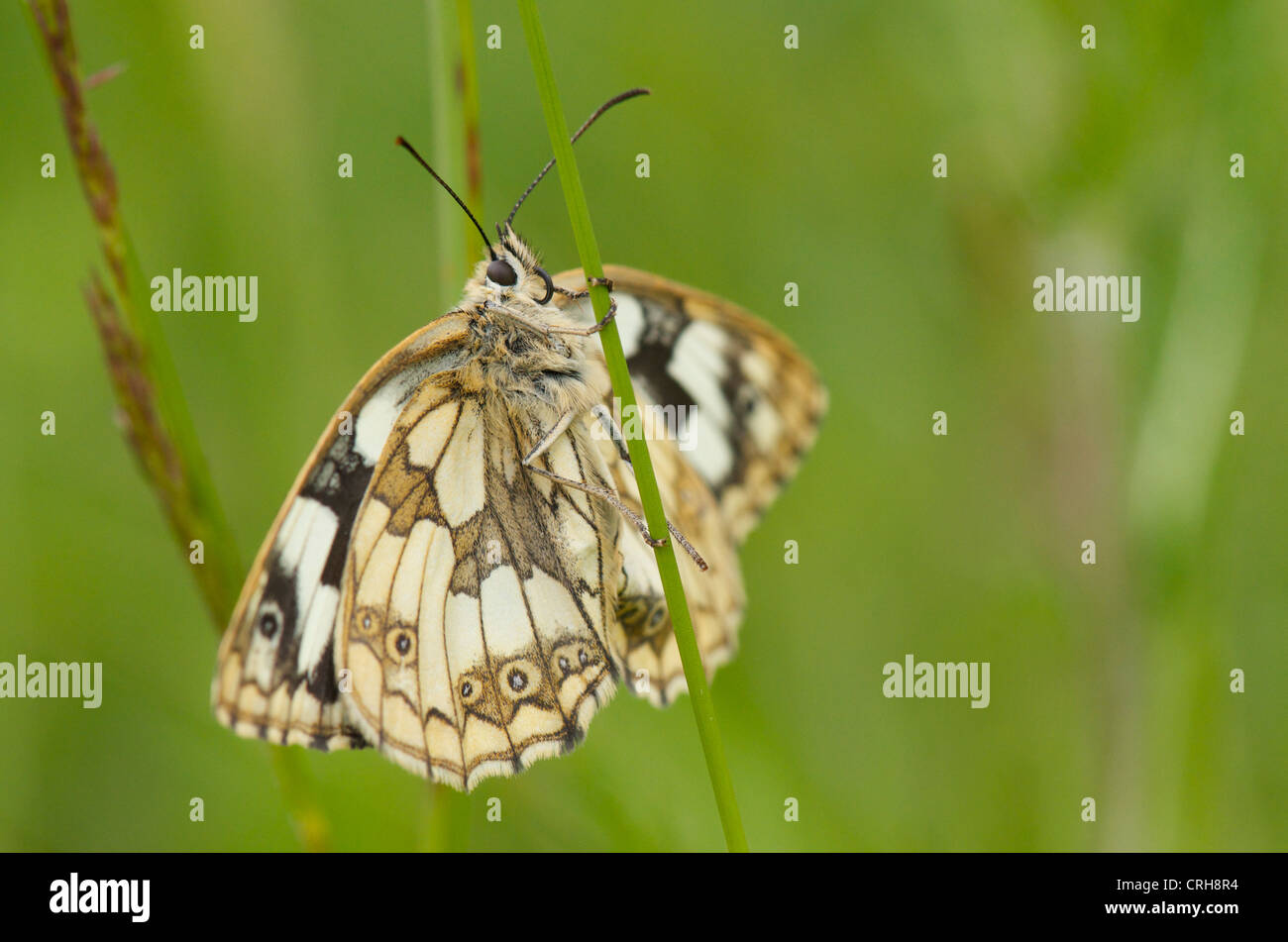 Marbled White butterfly basking in early morning sun to warm up before flight Stock Photo