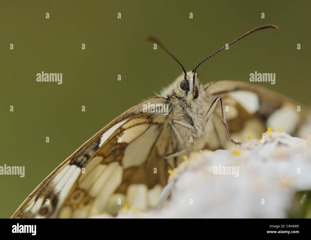 Marbled White butterfly basking in early morning sun to warm up before flight Stock Photo