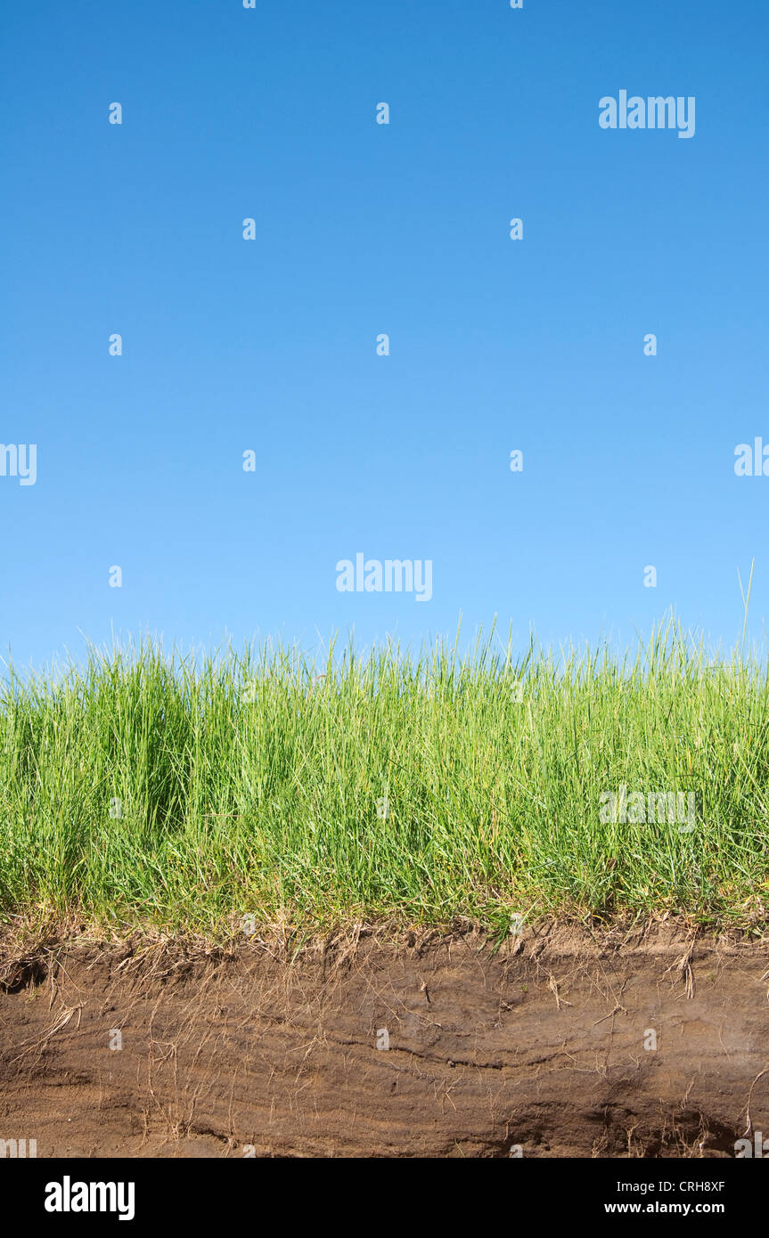 Cross section of green grass and underground soil layers beneath Stock