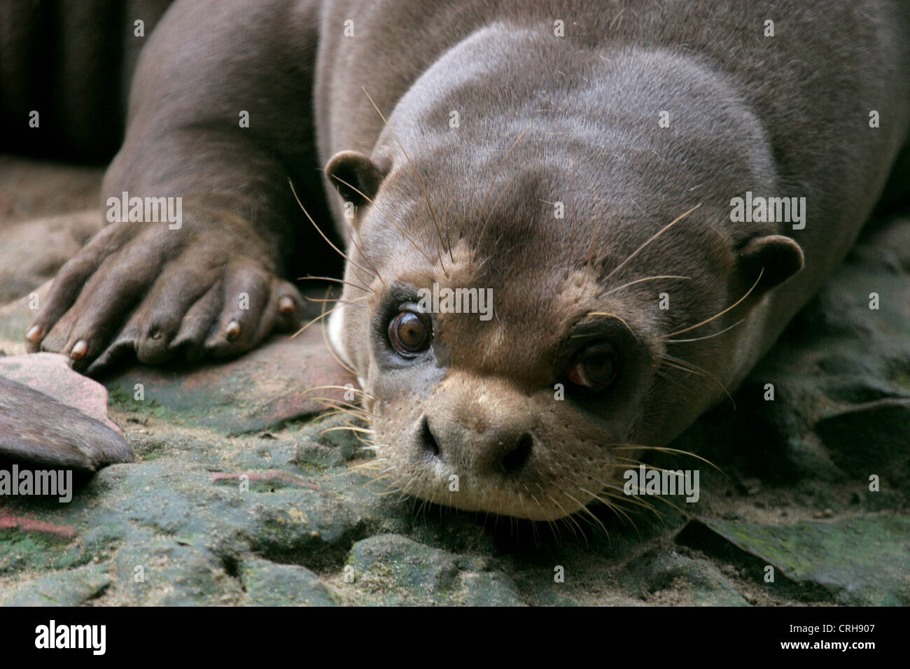 Giant Otter displaying its webbed paws, in Manaus, Brazil Stock Photo