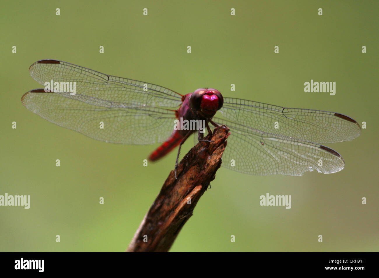 Trithemis aurora / Crimson Dropwing pink Dragonfly Stock Photo