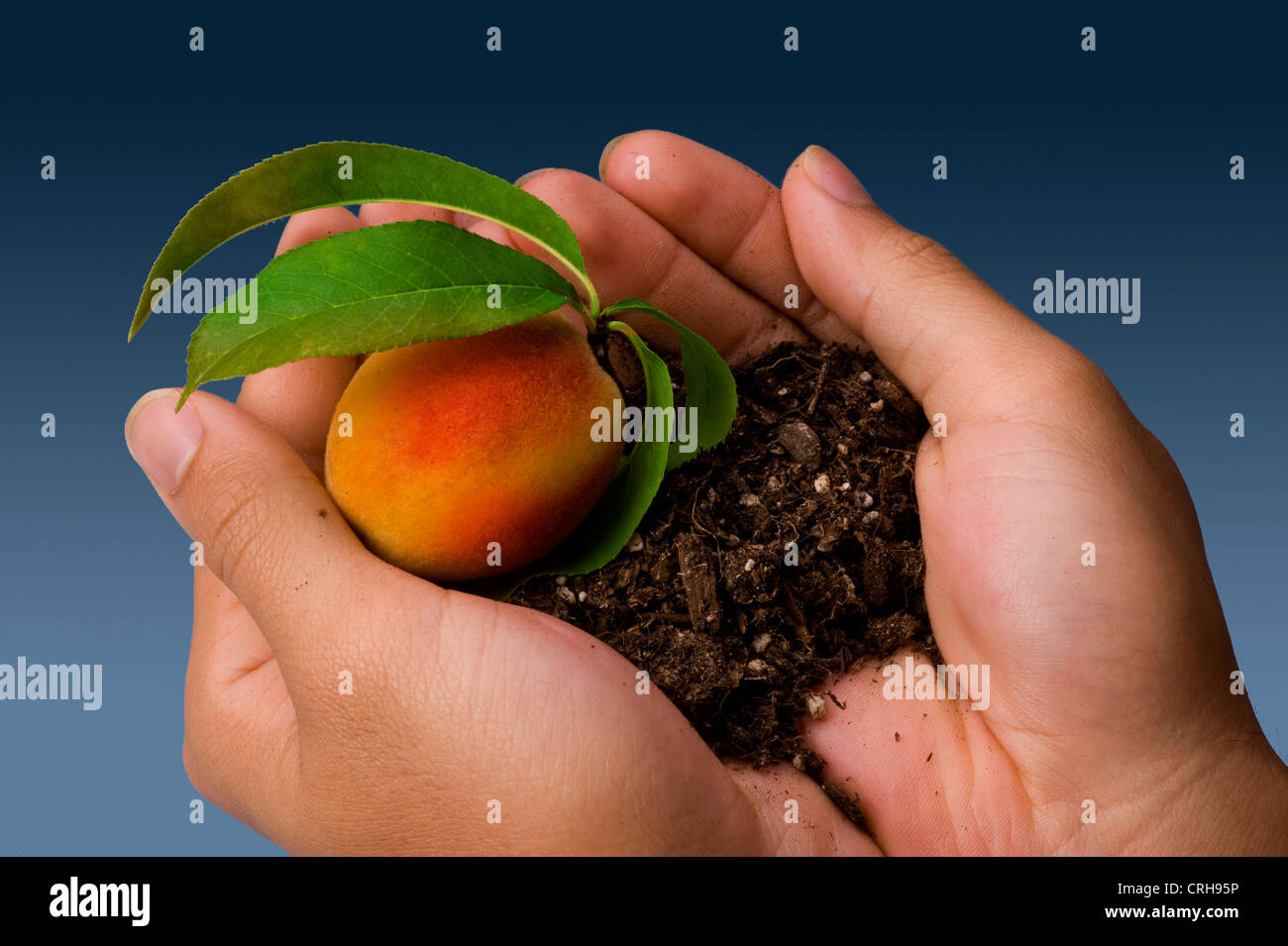 Fresh Young Peach in Hands Stock Photo Alamy
