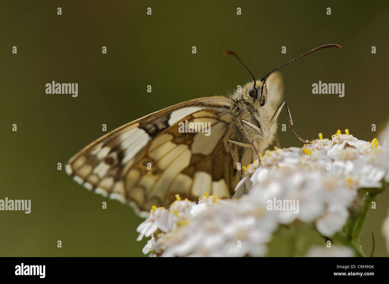 Marbled White butterfly basking in early morning sun to warm up before flight Stock Photo