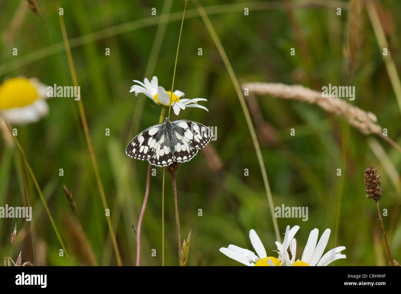 Marbled White butterfly basking in early morning sun to warm up before flight Stock Photo