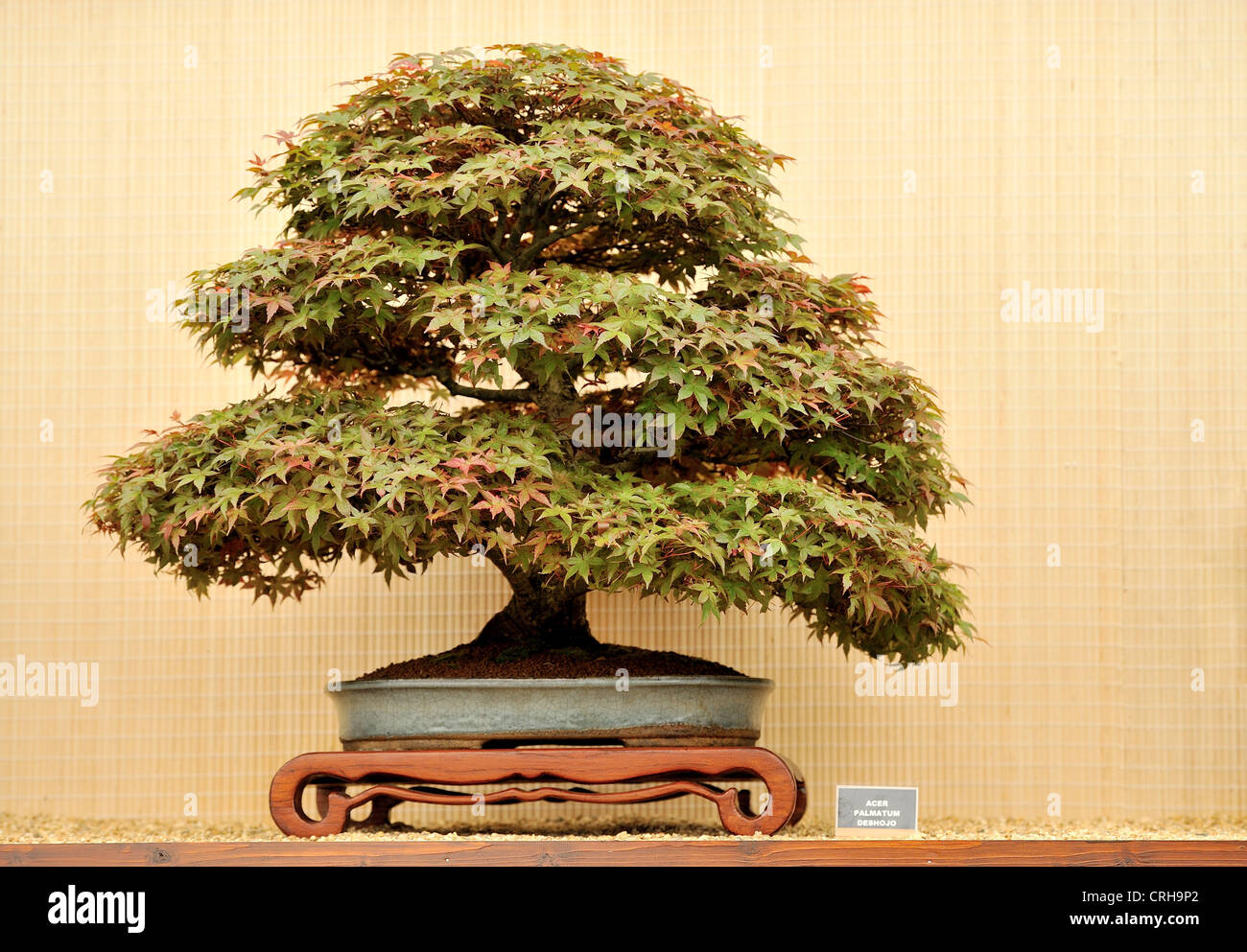 Chelsea Flower Show 2012 Bonsai Tree Stock Photo Alamy